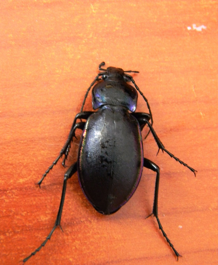 Carabo da determinare: Carabus alysidotus